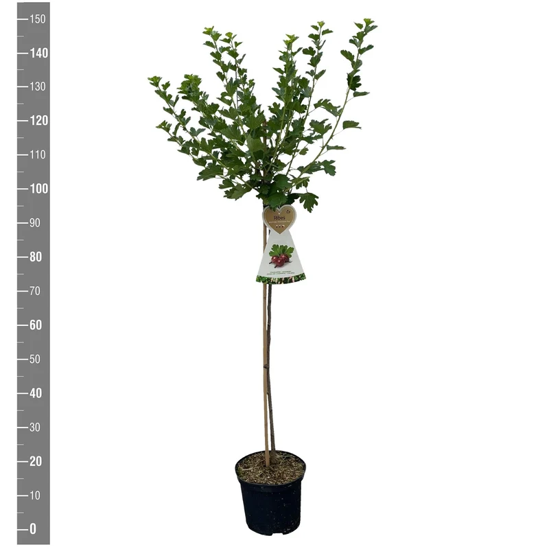 Ribes u.-c. 'Hinnonmaki Rod' 90 cm stam C5 (5 liters kruka)