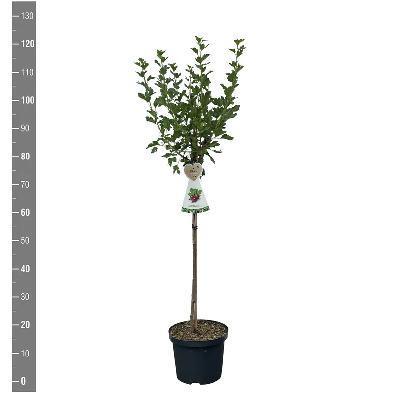 Ribes u.-c. 'Hinnonmaki Rod' 60 cm stam C5 (5 liters kruka)