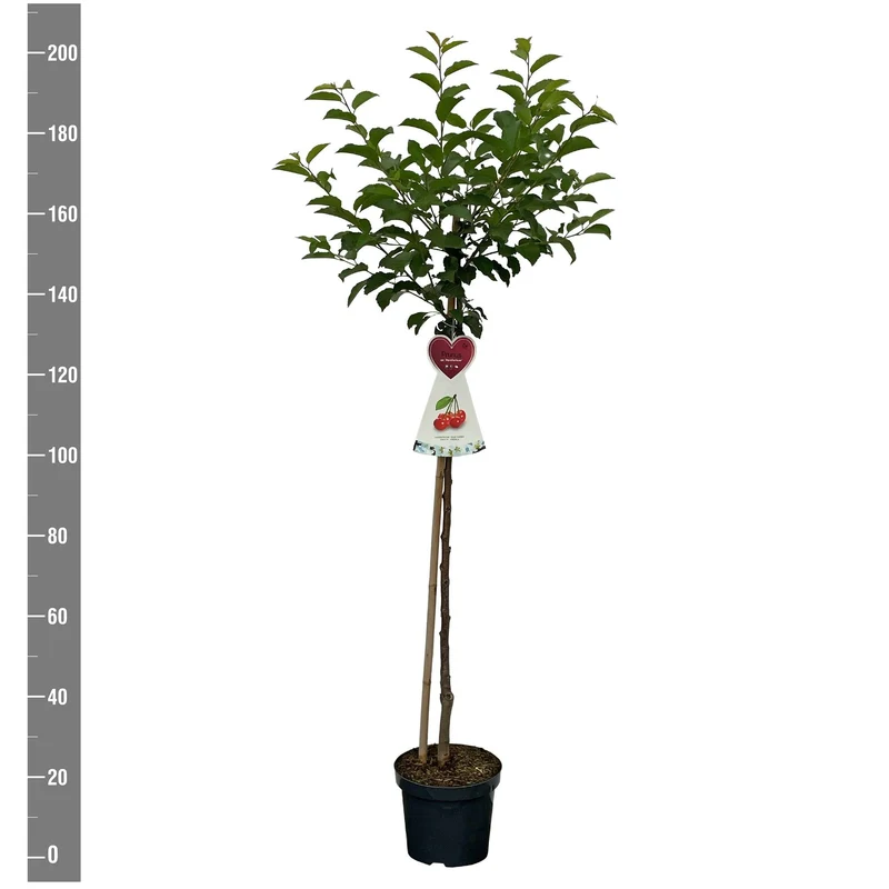 Prunus a. 'Morellenfeuer' 120 cm stam C7,5 (7,5 liters kruka)