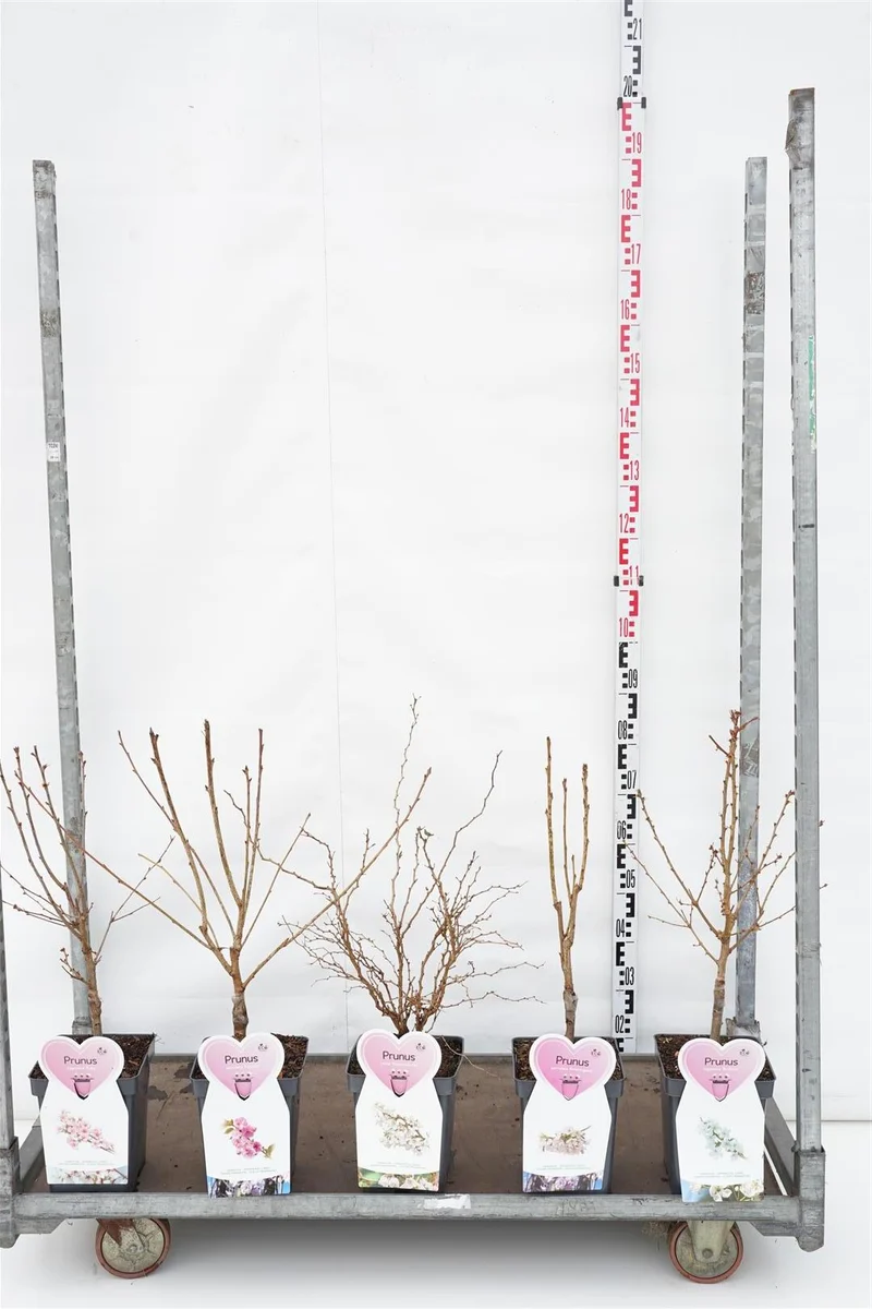 Prunus i sorter C5 (5 liters kruka) / 23 cm kruka, buske