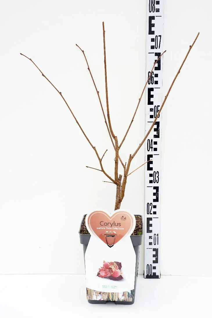 Corylus 'Rode Zellernoot' C5 (5 liters kruka) / 23 cm kruka - Buske