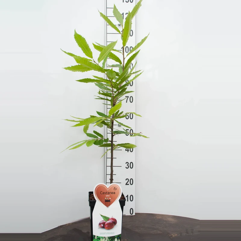 Castanea sativa C5 (5 liters kruka)