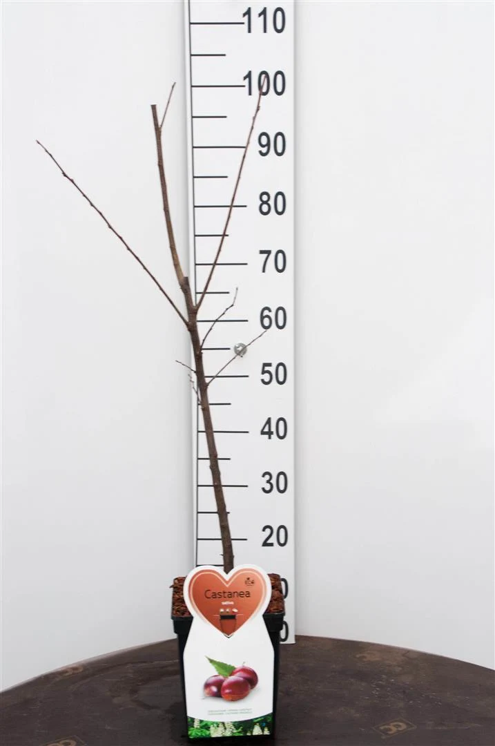 Castanea sativa C5 (5 liters kruka) / 23 cm kruka - Buske
