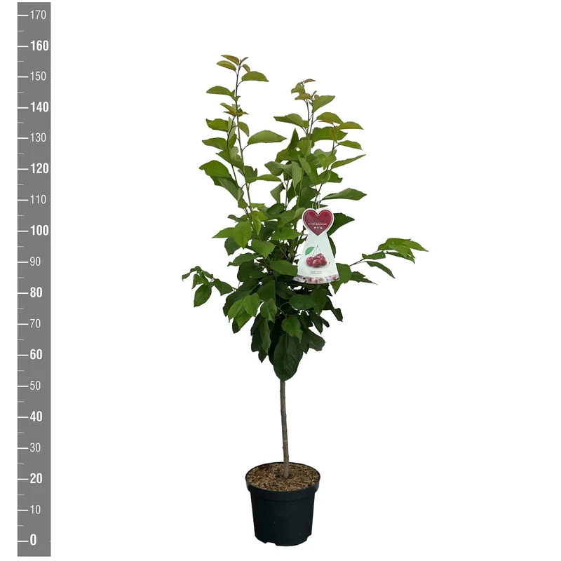 Prunus a. 'Schneid. Spate Knorpel.' C7,5 (7,5 liters kruka) Buske