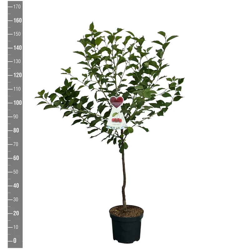 Prunus a. 'Regina' C7,5 (7,5 liters kruka) Buske