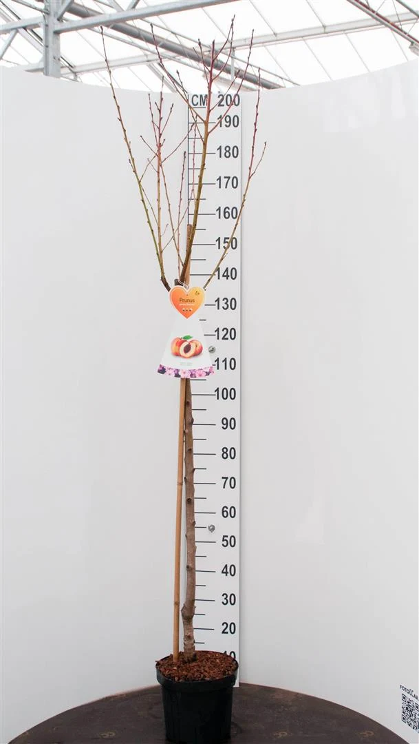 Prunus p. 'Suncrest' 120 cm stam, C7,5 (7,5 liters kruka)