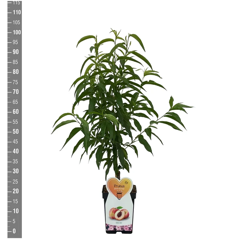 Prunus p. 'Suncrest' C5 (5 liters kruka) / 23 cm kruka, buske