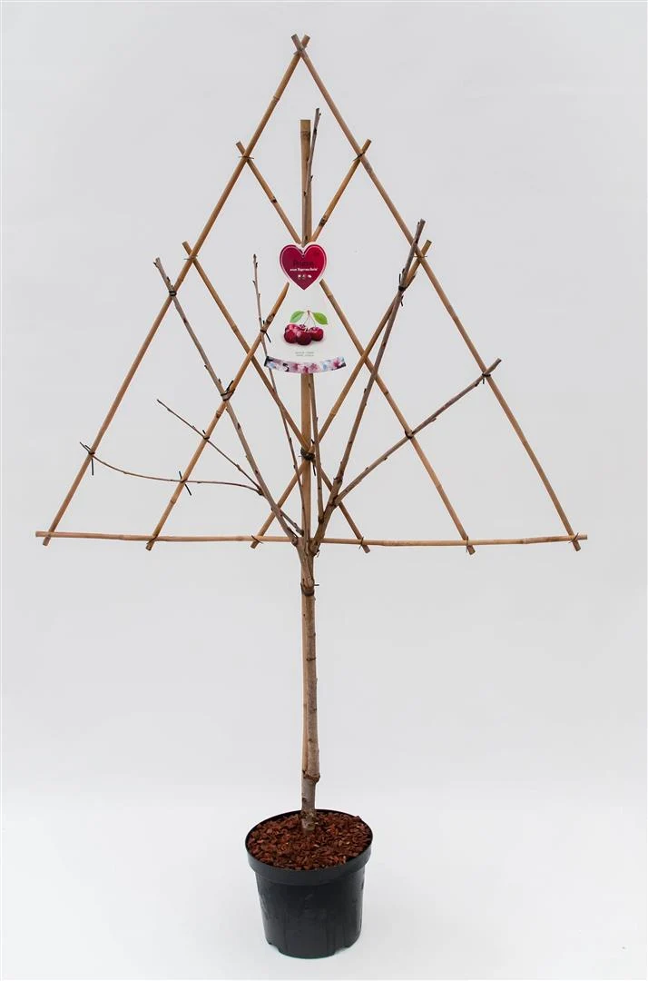 Prunus nucipersica i sorter - Spaljé, C7,5 (7,5 liters kruka) / 26 cm kruka
