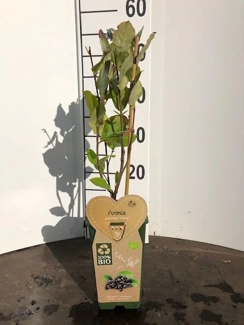 Aronia prun. 'Viking' C2 (2 liters kruka)