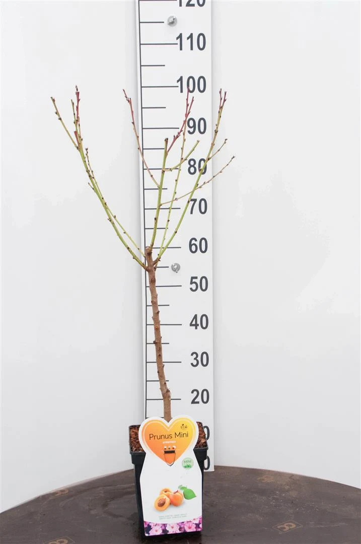 Prunus c. 'Morello' 50 cm stam C5 (5 liters kruka)