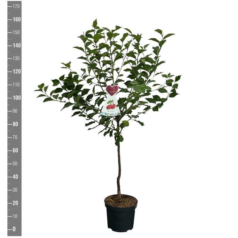 Prunus a. 'Morellenfeuer' C7,5 (7,5 liters kruka) buske