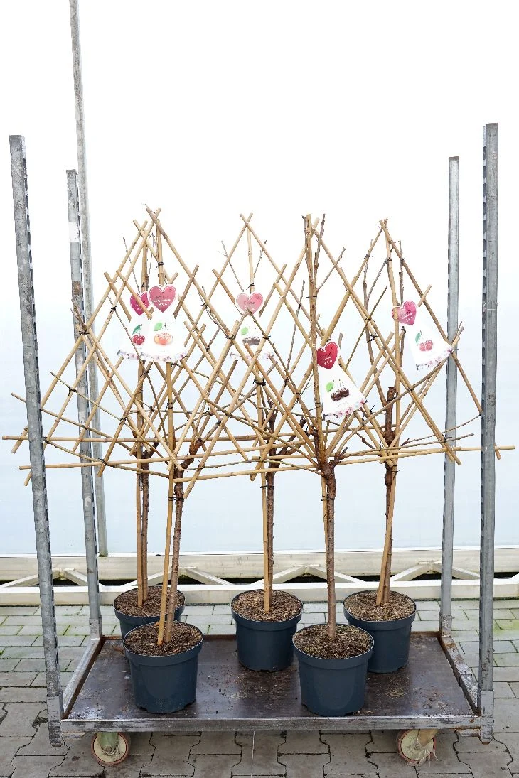 Plommon Prunus a. olika sorter C7,5 (7,5 liters kruka) Spaljerad