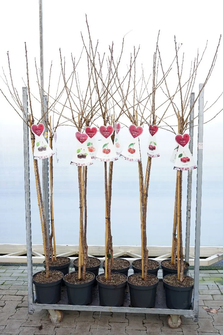 Prunus a. i sorter 120 cm stam C7,5 (7,5 liters kruka)