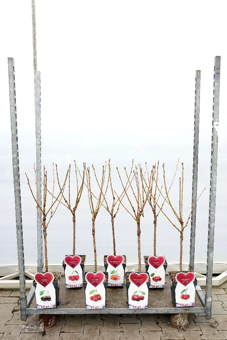 Prunus a. i olika sorter C5 (5 liters kruka) buskform