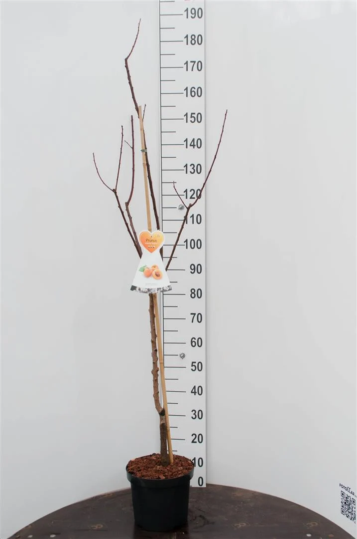 Aprikos Prunus arm. 'Bergeron' C7,5 (7,5 liters kruka) Buske