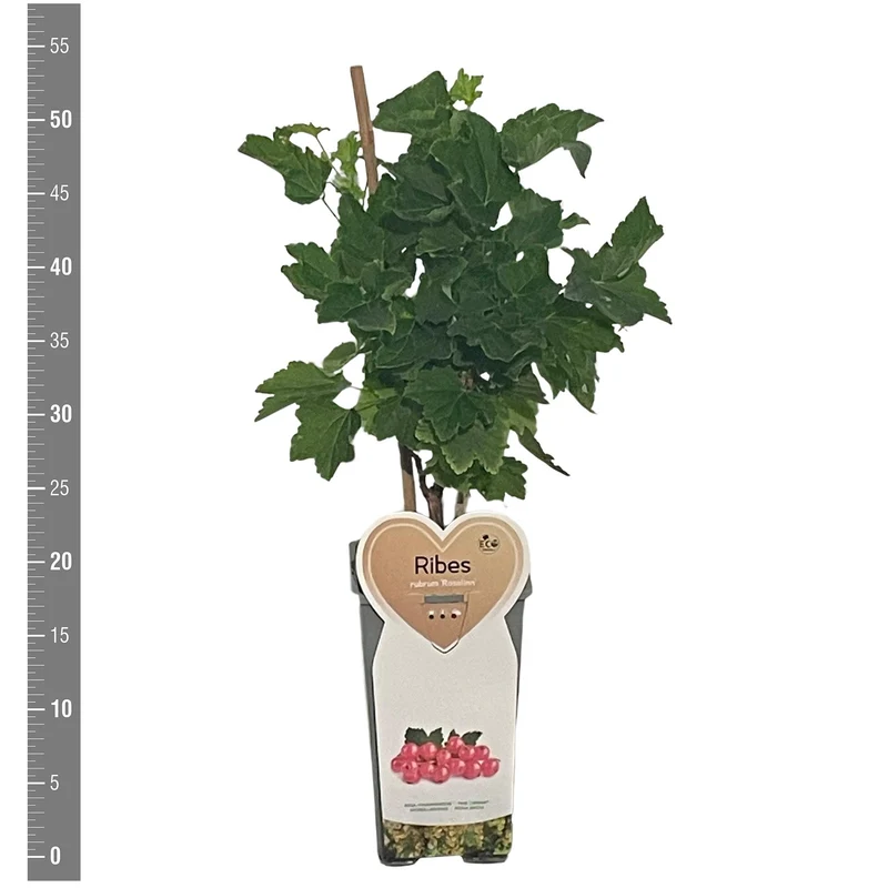 Ribes rubrum 'Rosalinn' C2 (2 liters kruka) Buske