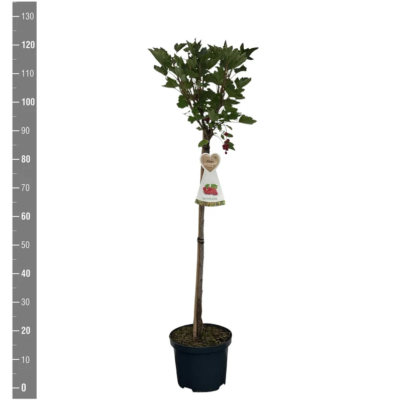 Ribes r. 'Jonkheer van Tets' 60 cm stam C5 (5 liters kruka)