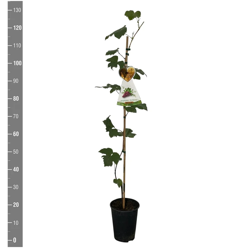Vitis 'Vanessa' C4 (4 liters kruka) 120 cm på käpp