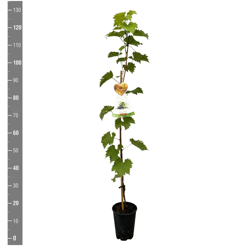 Vitis 'Muscat Blue' C4 (4 liters kruka) 120 cm på käpp