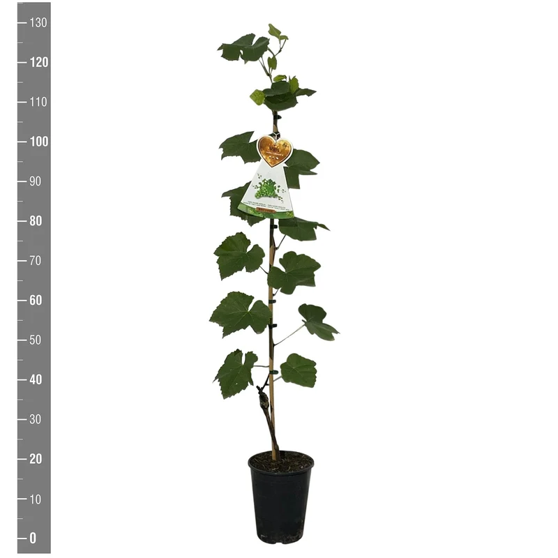 Vitis 'Lakemont' (kärnfri grön vindruva) C4 (4 liters kruka) 120 cm på käpp