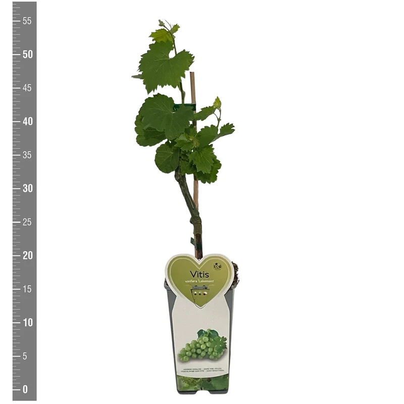 Vitis 'Lakemont' (kärnfria vita druvor) C2 (2 liters kruka) buske