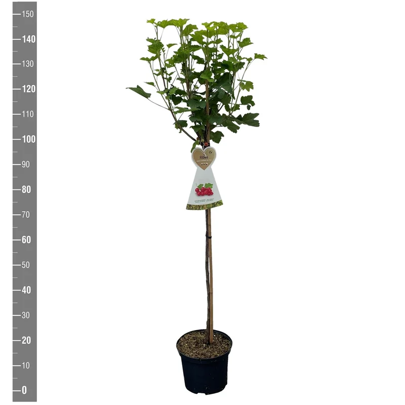 Ribes 'Jostaberry' 90 cm stam, C5 (5 liters kruka)