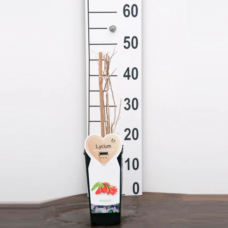 Lycium b. 'Instant Succes' C2 (2 liters kruka / 17 cm kruka)