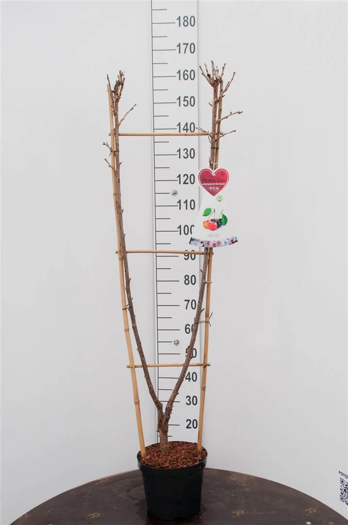 Prunus a. 'B. Nap. x G Schw. Knorp' C7,5 (7,5 liters kruka) Duo-träd