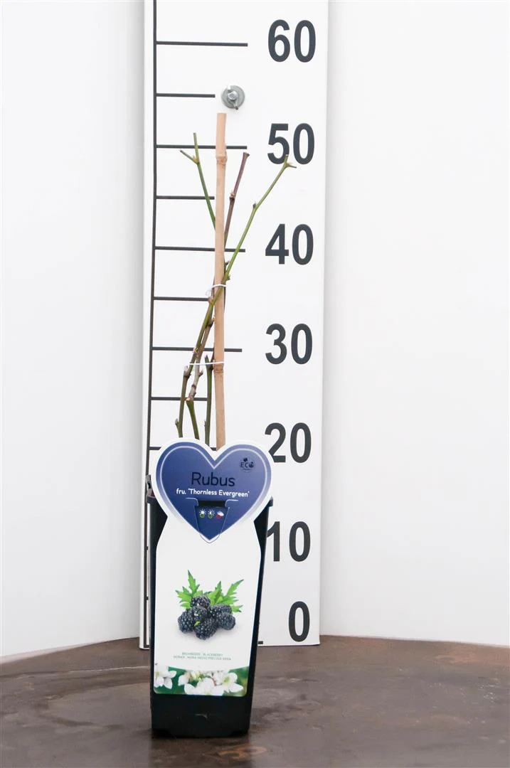 Rubus frut. 'Thornless Evergreen' C2 (2 liters kruka) Buske