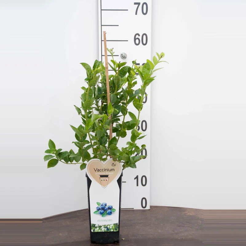 Amerikanskt blåbär Vaccinium cor. 'Duke' C2 (2 liters kruka)