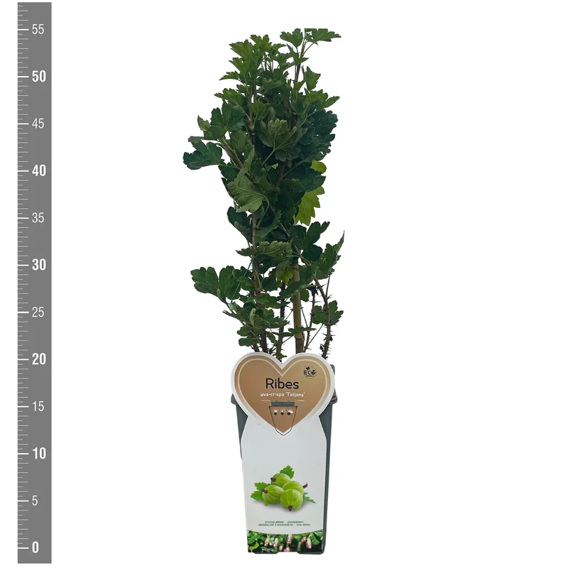 Krusbär Ribes uva-crispa 'Tatjana' C2 (2 liters kruka) Buske