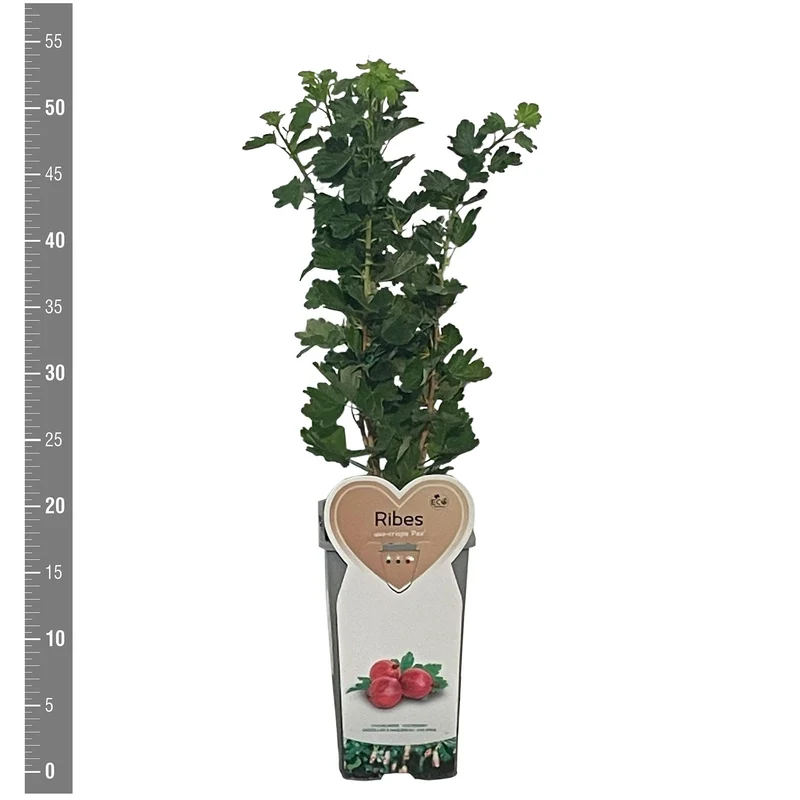 Ribes uva-crispa 'Pax' C2 (2 liters kruka) Buske