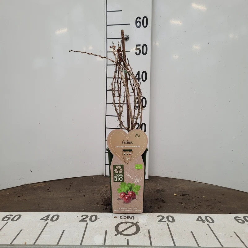 Ribes u.-c. 'Hinnonmaki Rod' - C2 (2 liters kruka)