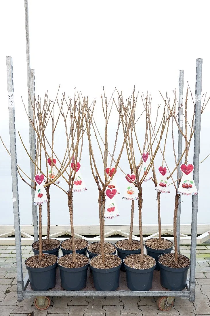 Prunus a. i sorter C7,5 (7,5 liters kruka) / 26 cm kruka Buske