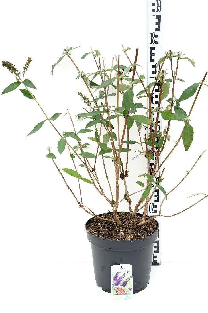 Buddleja d. 'Empire Blue' C7,5 (7,5 liters kruka) 60-70 cm