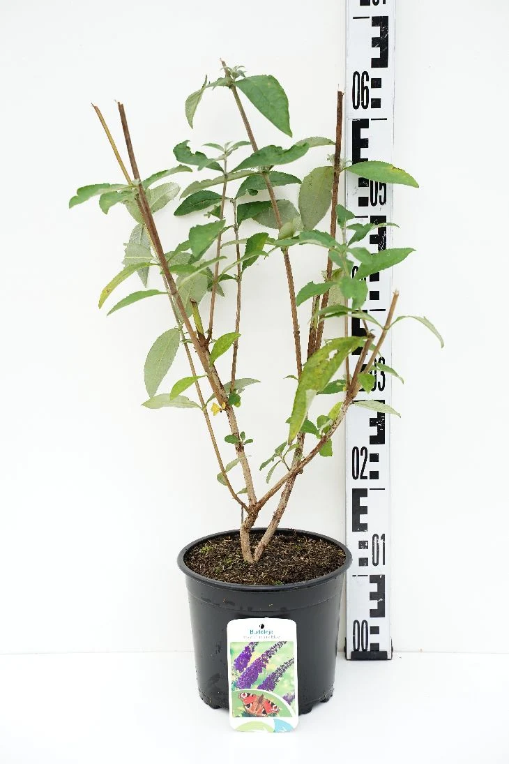 Buddleja d. 'Empire Blue' 40-50 cm, C3 (3 liters kruka)