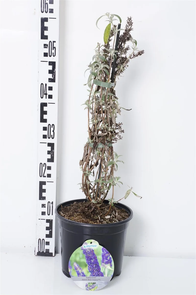 Buddleja d. 'Adonis Blue' C3 (3 liters kruka) 40-50 cm