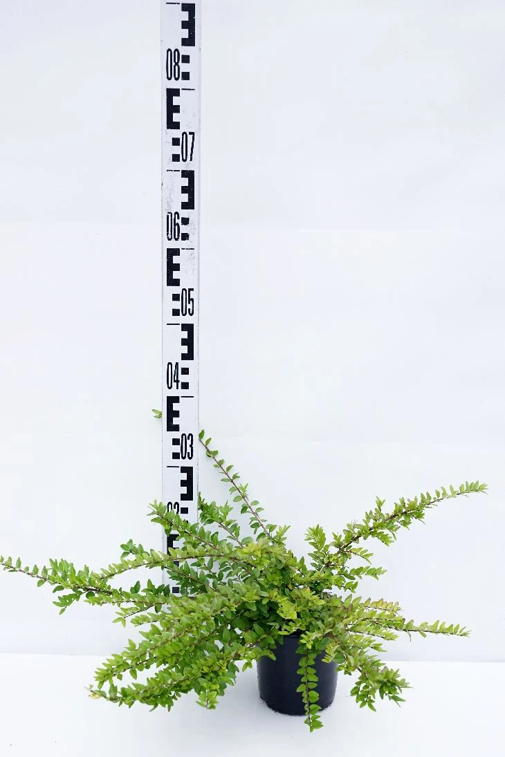 Lonicera nitida 'Maigrun' C1,5 (1,5 liters kruka) 25-30 cm