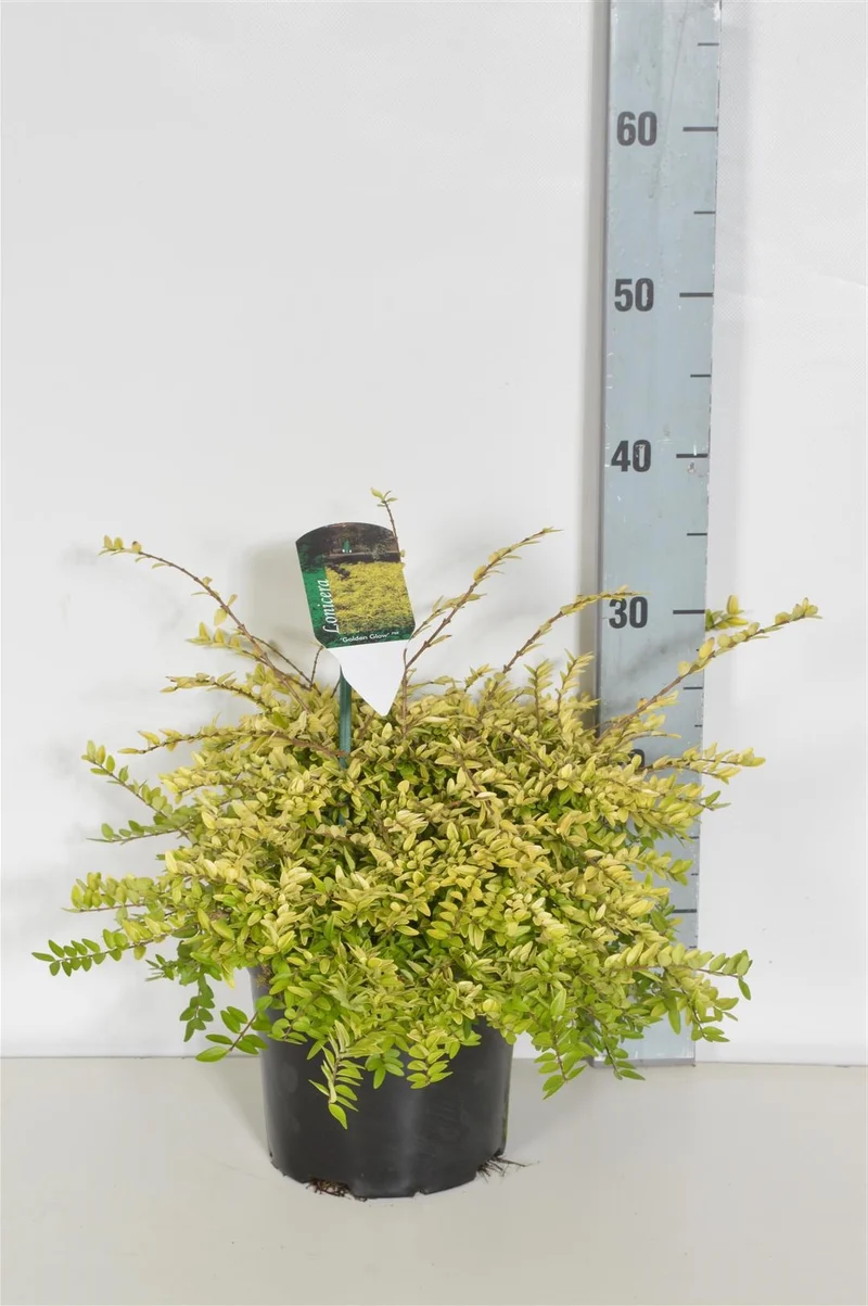 Lonicera nit. 'Golden Glow' C7,5 (7,5 liters kruka) / 26 cm kruka, 40-50 cm