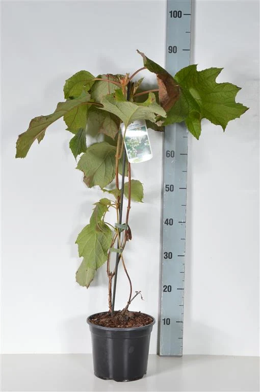 Hydrangea querc. 'Sike's Dwarf' C3 (3 liters kruka) 40-50 cm