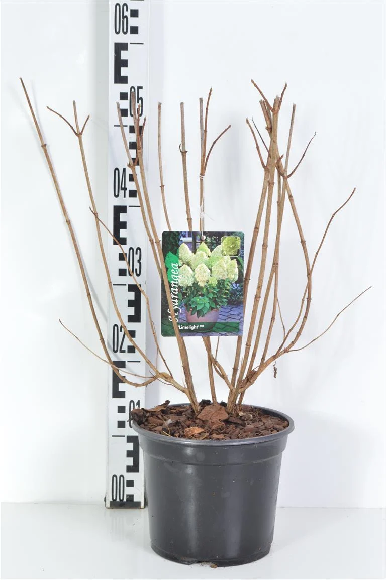 Hydrangea pan. 'Limelight' C3 (3 liters kruka) / 19 cm kruka 40-50 cm