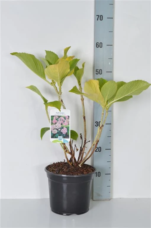 Hydrangea m. 'Ayesha' C3 (3 liters kruka) 25-30 cm