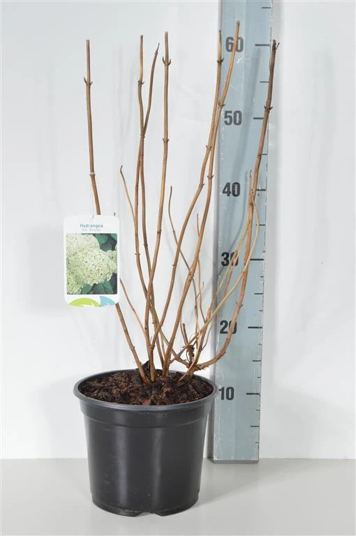Hydrangea arb. 'Bounty' C3 (3 liters kruka) 30-40 cm
