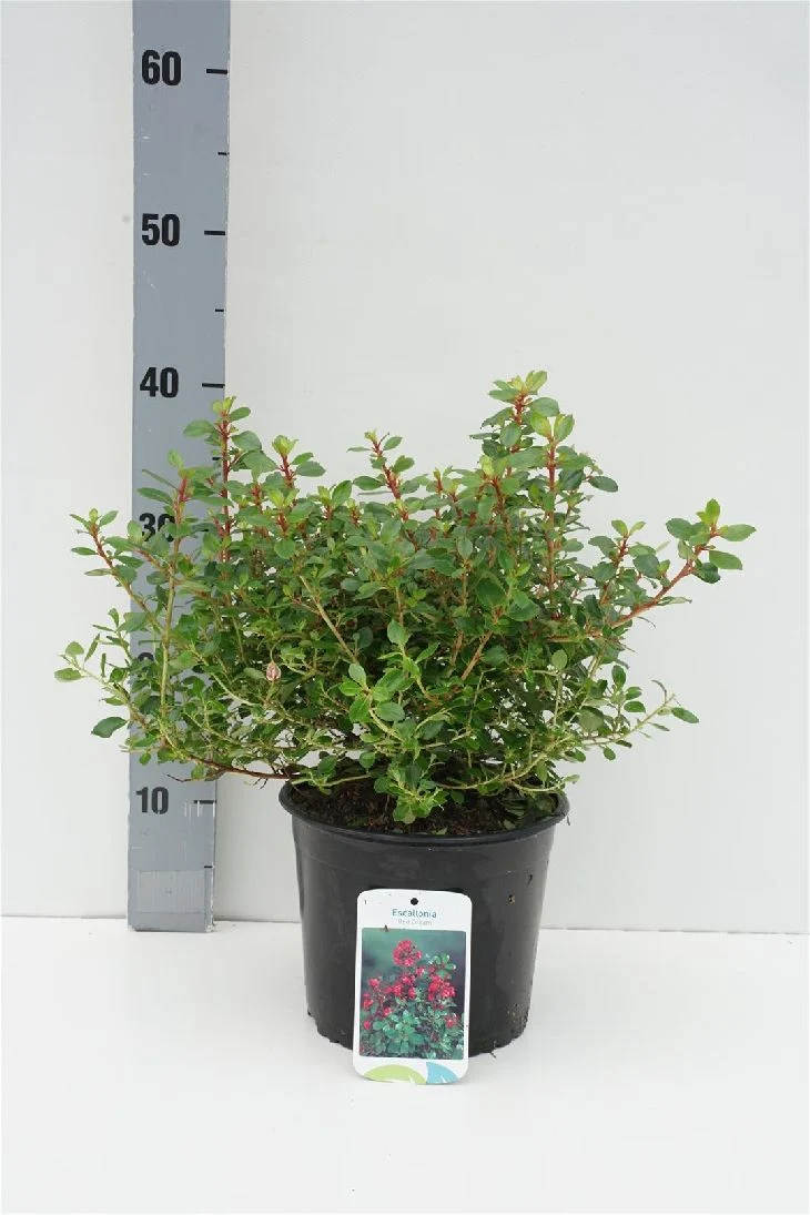 Escallonia 'Red Dream' C3 (3 liters kruka) 20-25 cm
