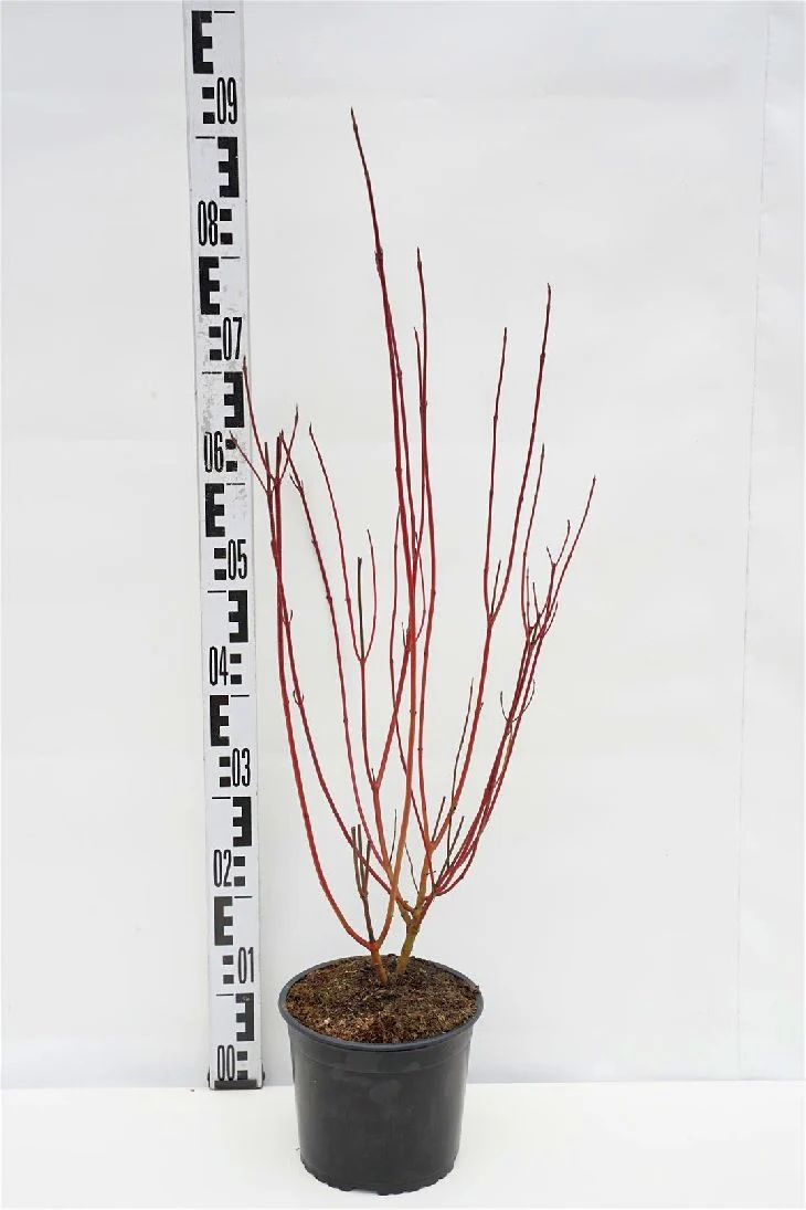 Cornus alba 'Elegantissima' C3 (3 liters kruka) / 19 cm kruka 50-60 cm