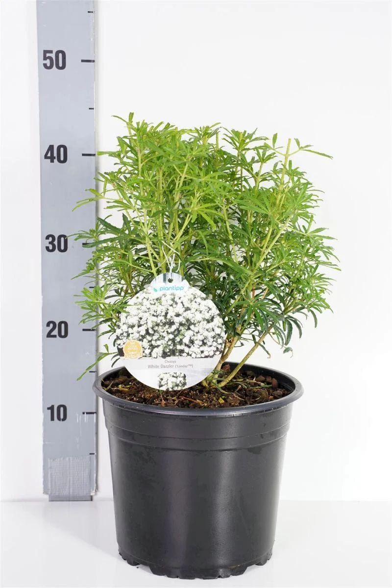 Choisya tern. 'White Dazzler' C5 (5 liters kruka) 25-30 cm