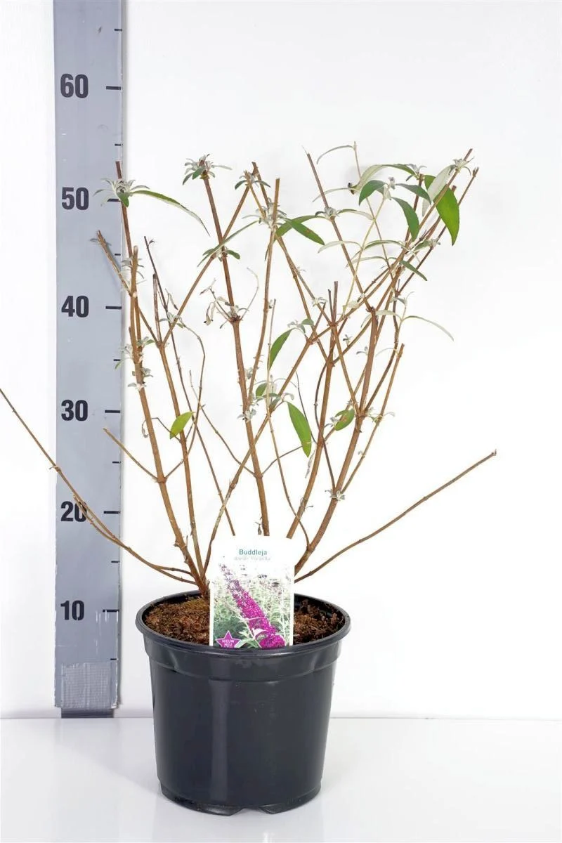 Buddleja d. 'Purpella' C3 (3 liters kruka) 40-50 cm