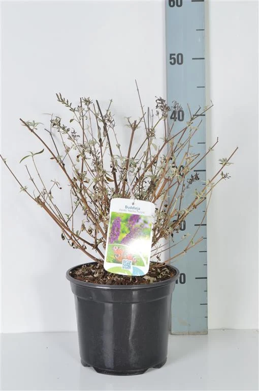 Buddleja d. 'Nanho Purple' C3 (3 liters kruka) 30-40 cm