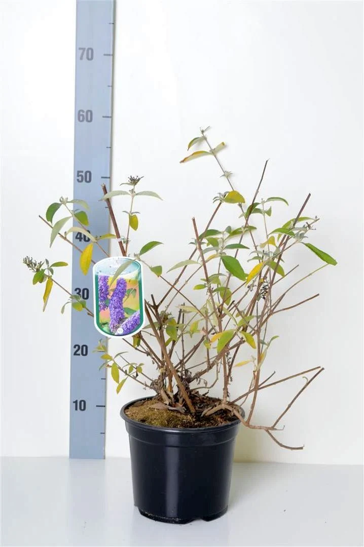 Buddleja davidii 'Country Blue' C3 (3 liters kruka) / 19 cm kruka 40-50 cm