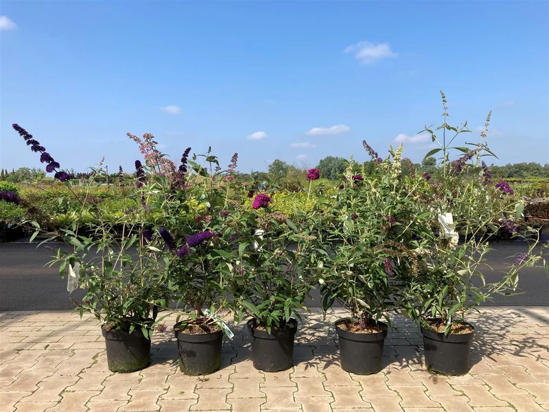 Buddleja d. 'Royal Red' C7,5 (7,5 liters kruka) 60-70 cm